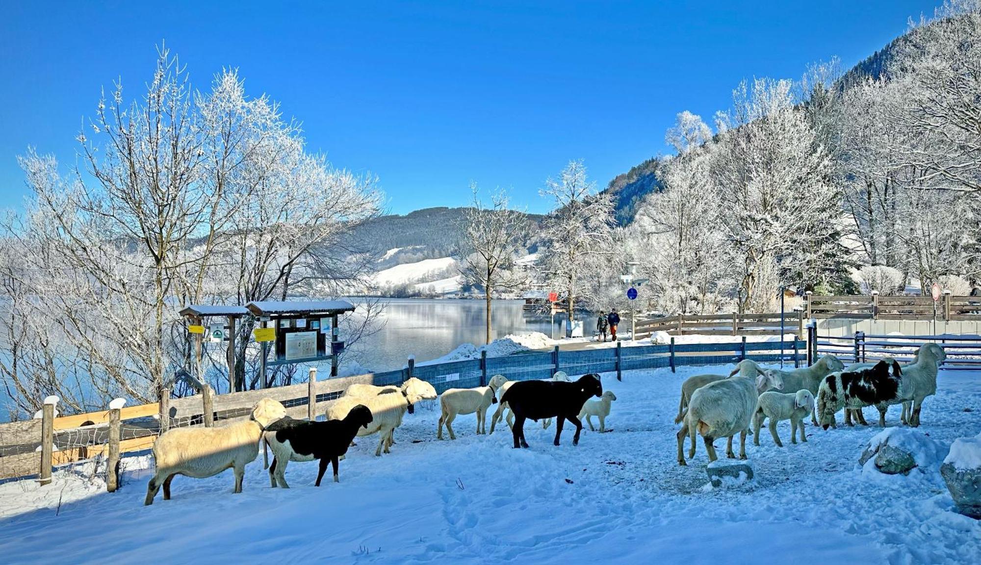Der Anderlbauer Am See Schliersee Eksteriør billede